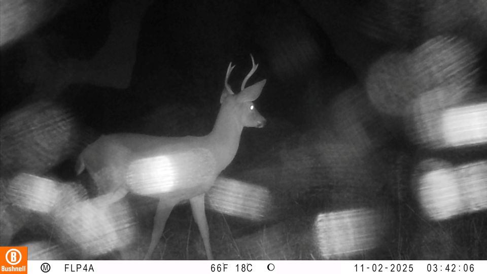 Deer with distorted lights