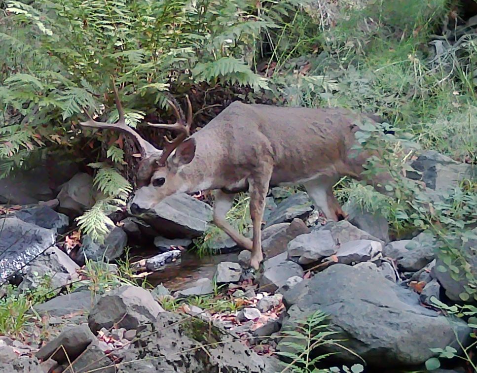 Blacktail buck in daylight