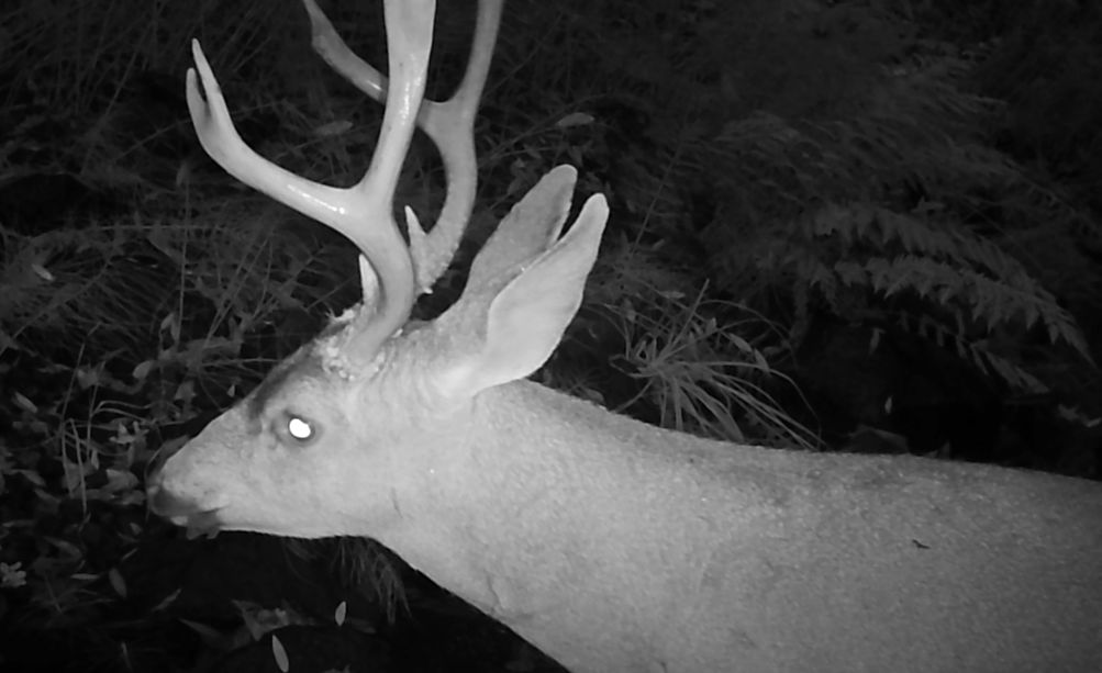 Blacktail buck at night