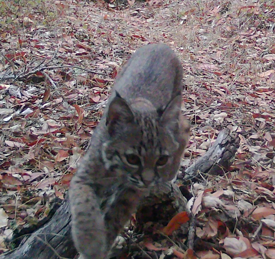 Bobcat kitten