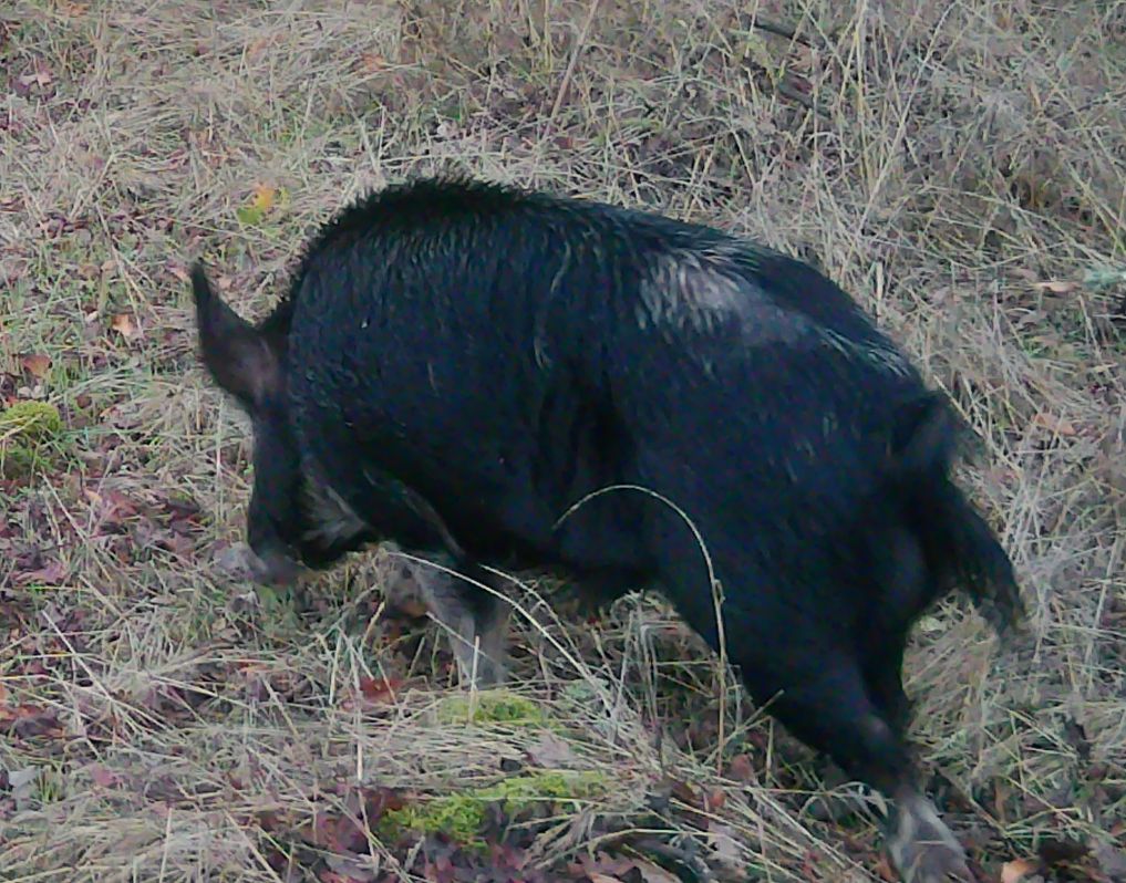 Feral hog