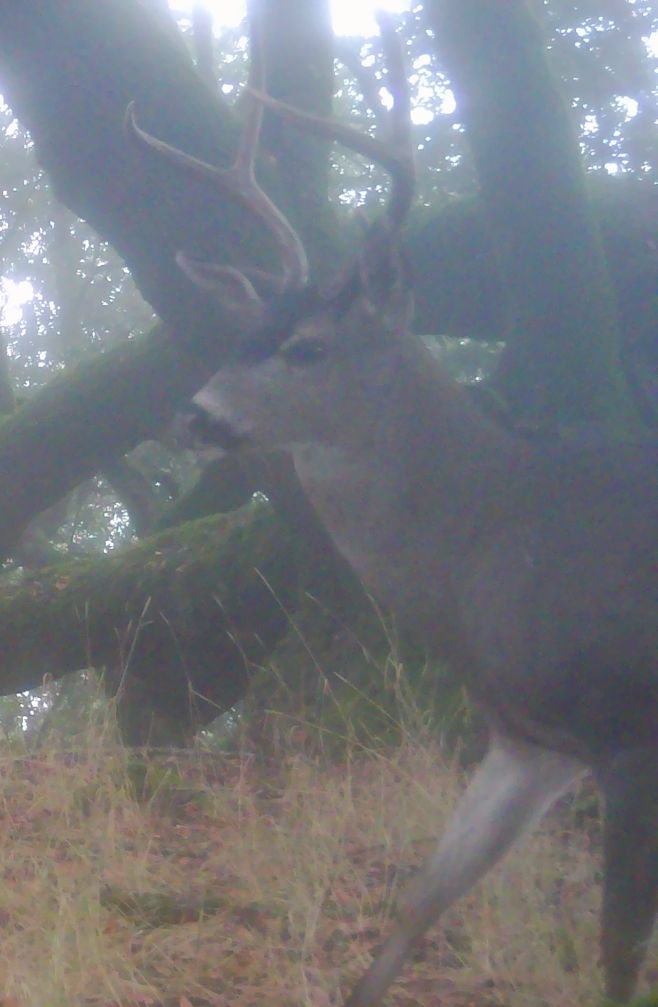 Blacktail buck in fog