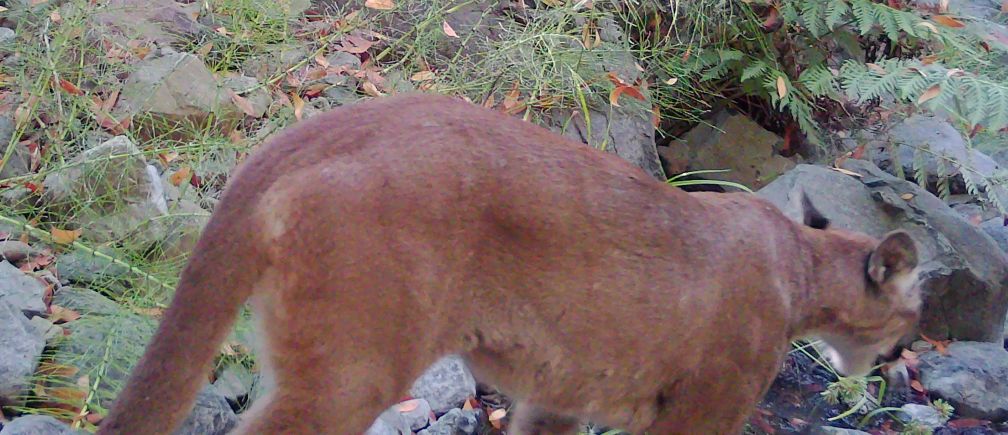 Mountain lion at creek
