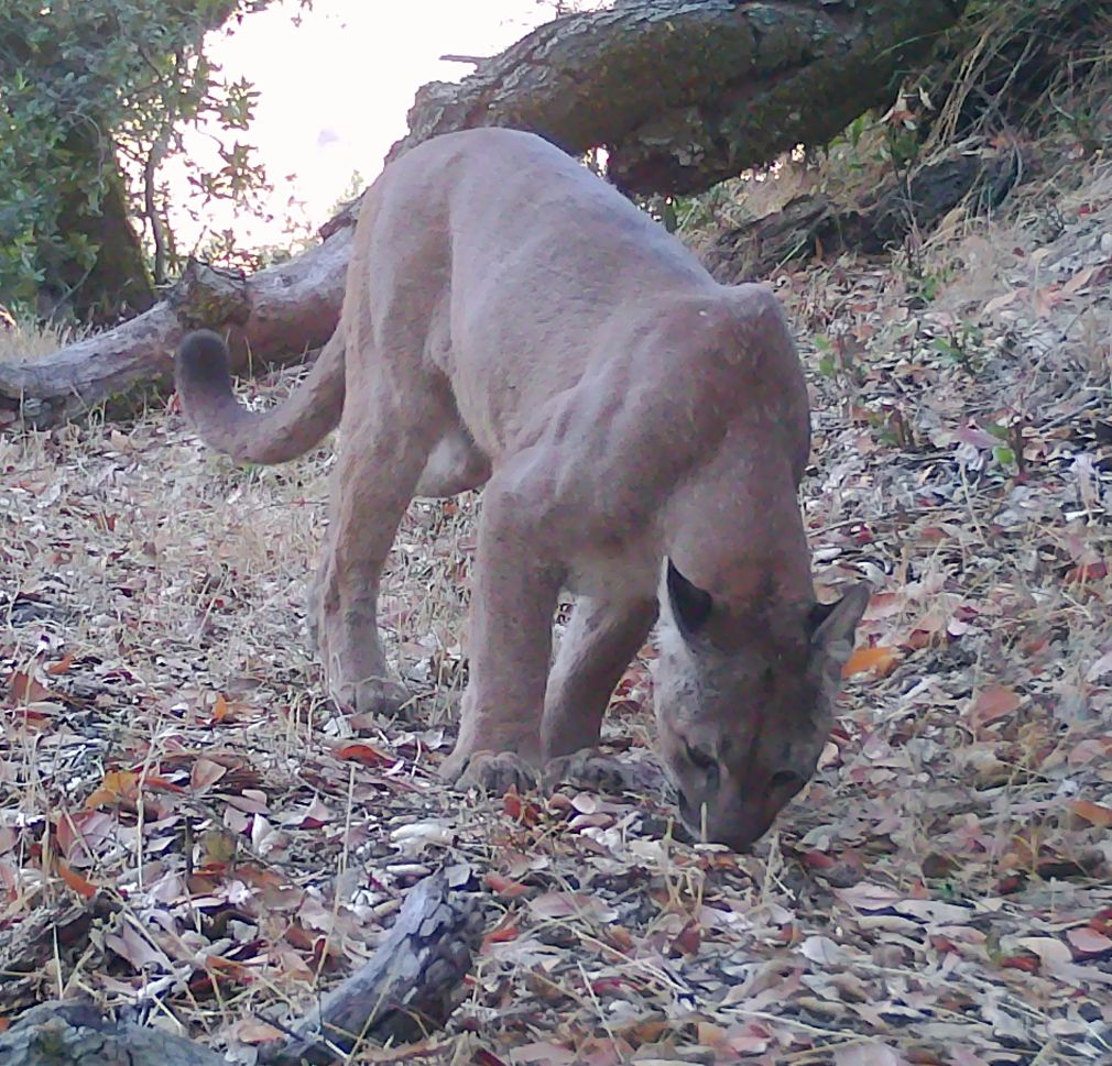 Mountain lion sniffing trail