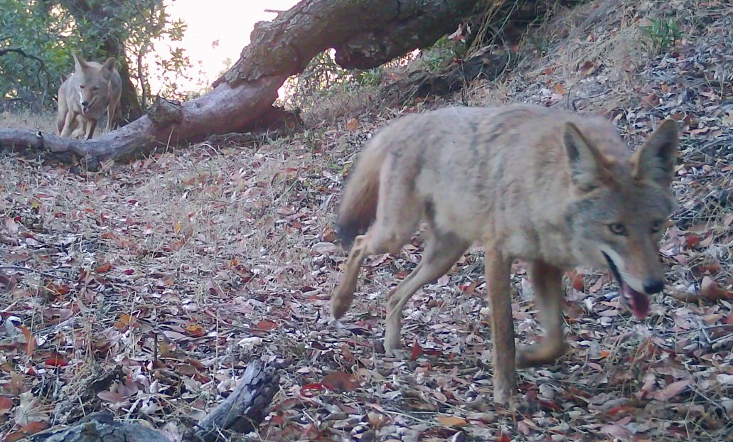 Coyote with pups