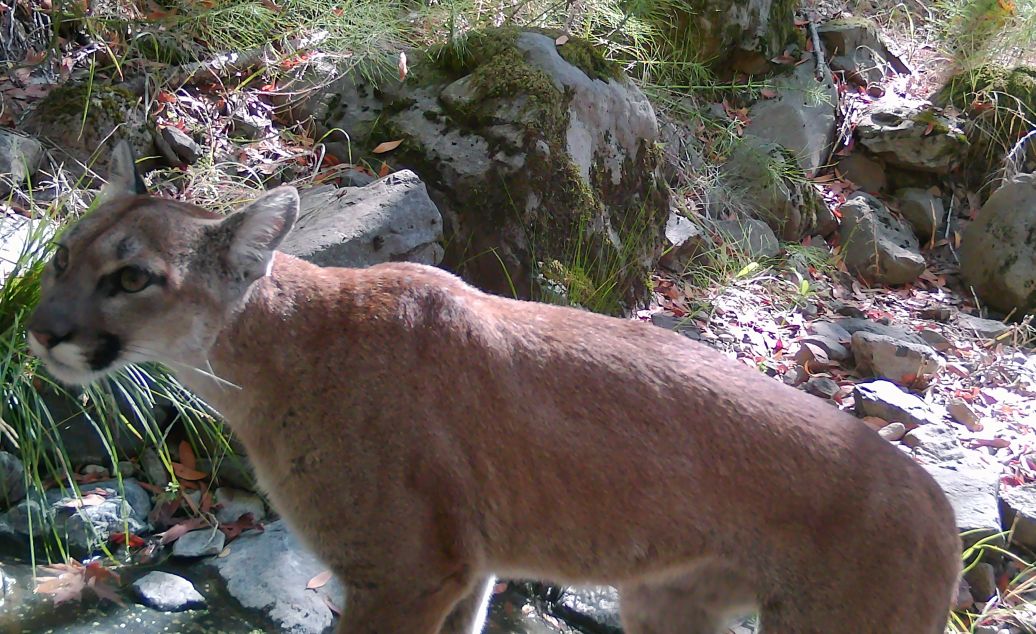 Mountain lion