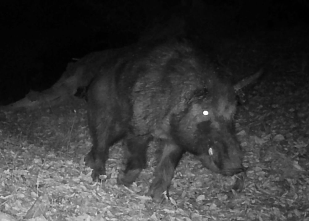 Feral boar