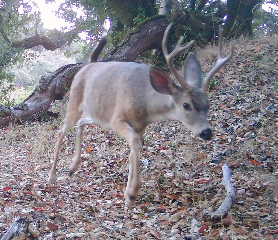 Blacktail buck