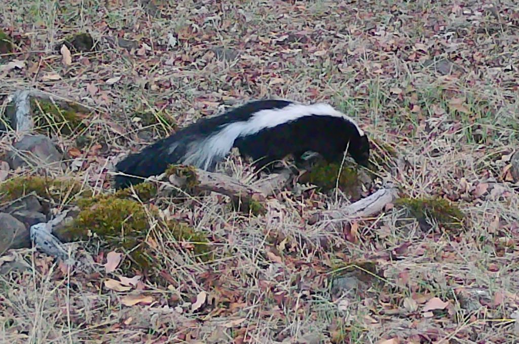 Skunk