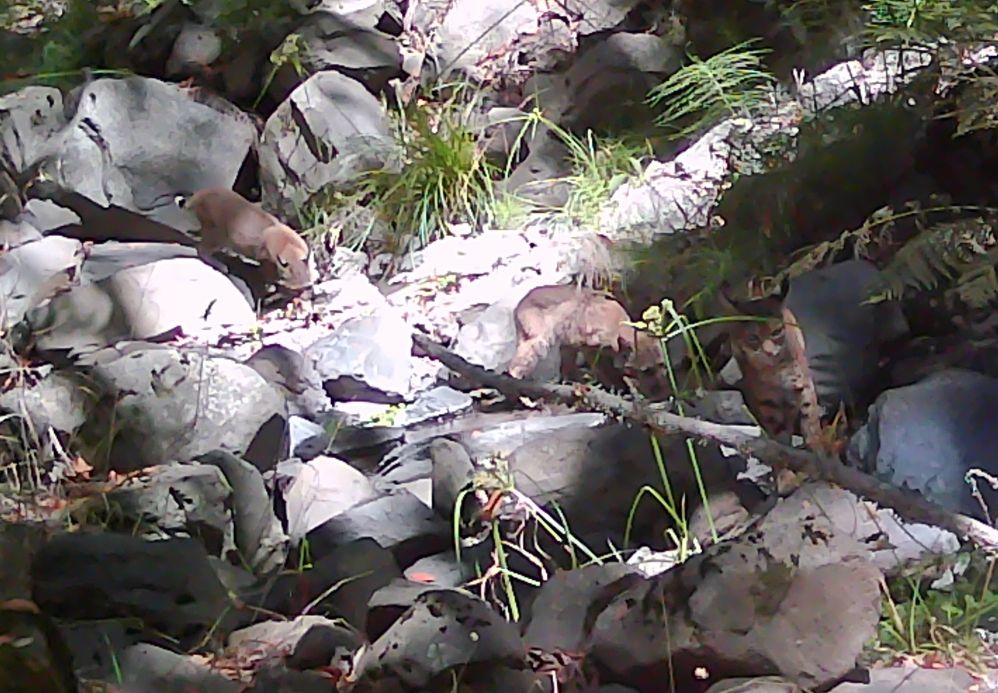 Bobcat and two kits