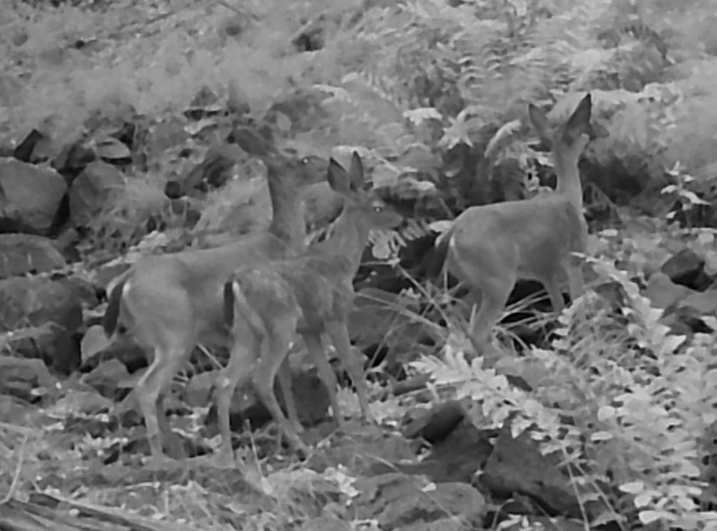 Blacktail deer at dawn