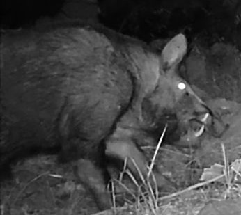 Feral boar