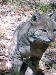 Bobcat thumbnail