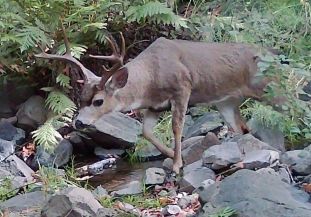 Blacktail buck thumbnail