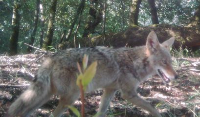 Coyote thumbnail