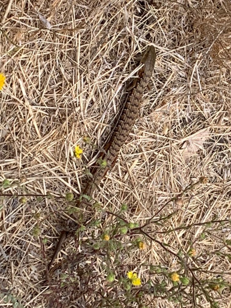 Alligator lizard