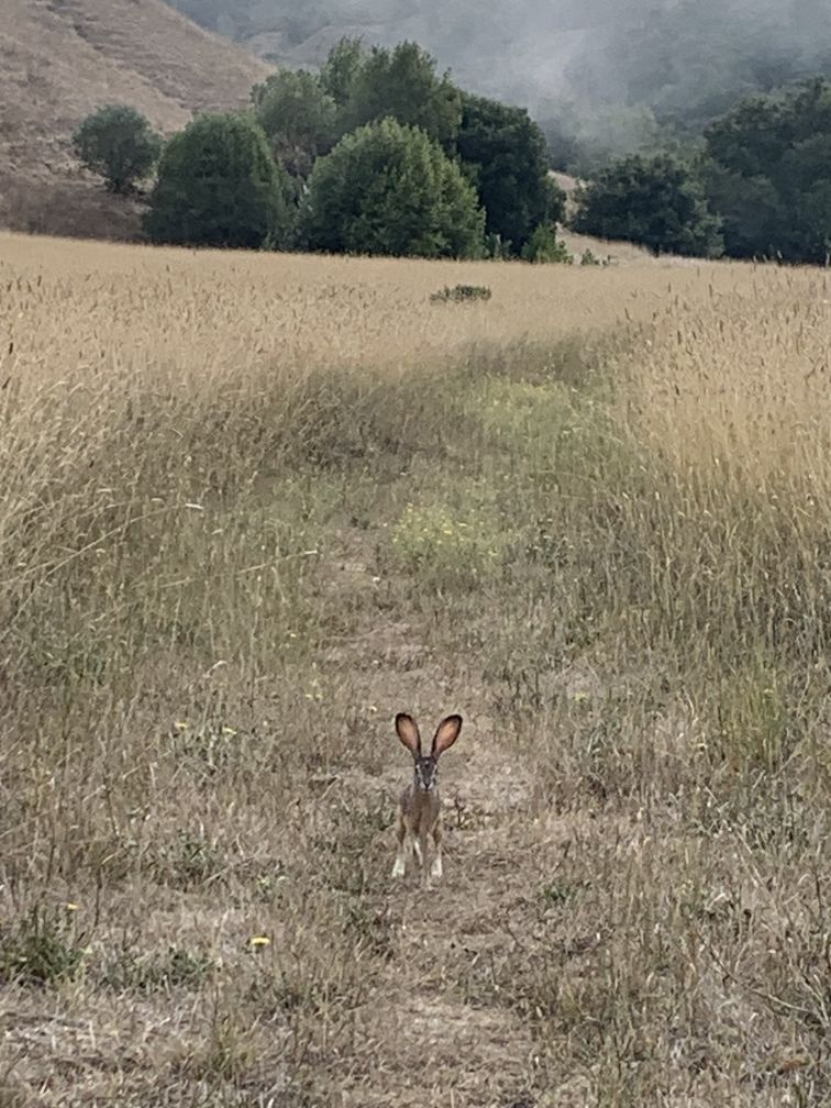 Jack rabbit Jack rabbit
