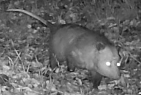 Opossum thumbnail