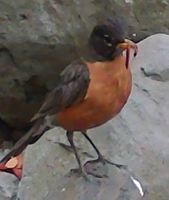 Robin thumbnail